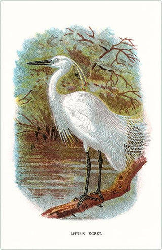Magnet BD-67 Little Egret