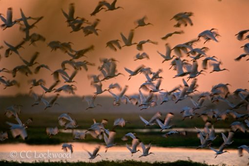 MARSH MISSION: CAPTURING THE VANISHING WETLANDS