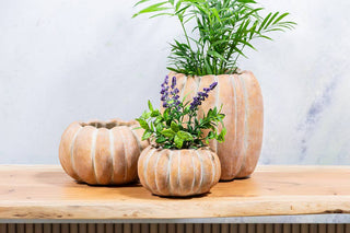 Large Low Pumpkin Planter-6.5"W