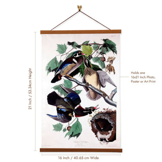 Summer Duck Giclée Canvas Print by John James Audubon