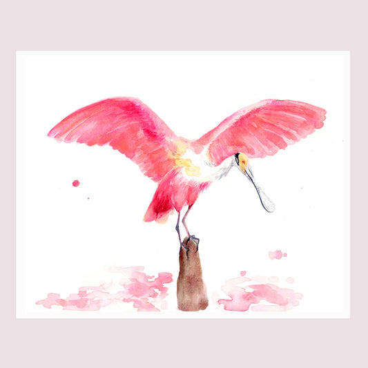 "Roseate Spoonbill" Watercolor Fine Art Print