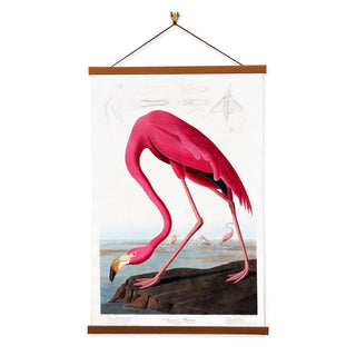 American Flamingo Canvas Print by John James Audubon