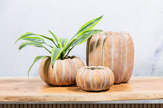 Large Low Pumpkin Planter-6.5"W