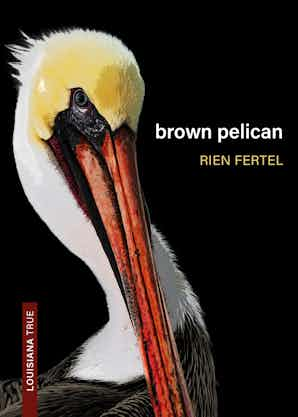 BROWN PELICAN