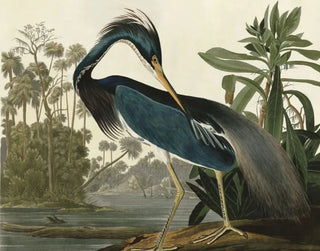 Audubon Fine Art Prints