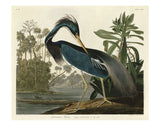 Audubon Fine Art Prints