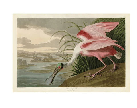 Audubon Fine Art Prints