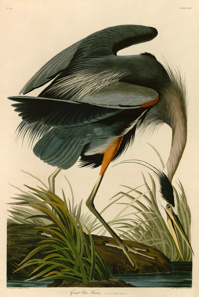 Audubon Fine Art Prints