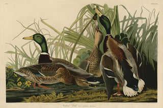 Audubon Fine Art Prints