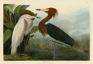 Audubon Fine Art Prints