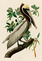 Audubon Fine Art Prints