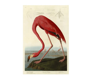 American Flamingo