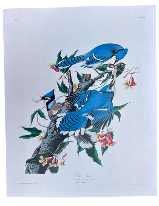 Audubon Birds Spring Prints