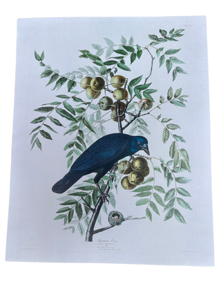 Audubon Birds Spring Prints