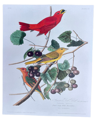 Audubon Birds Spring Prints