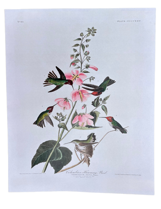 Audubon Birds Spring Prints