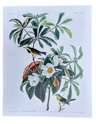 Audubon Birds Spring Prints