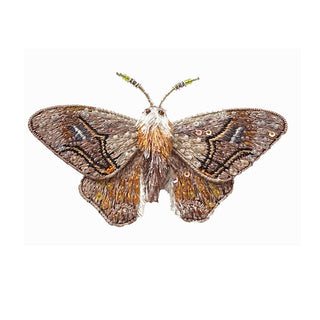 Drepanid Moth Brooch Pin