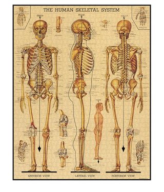 Skeletal System 1,000 Piece Puzzle