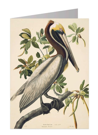 Audubon Brown Pelican Notecard 5x7