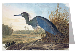 Audubon Blue Heron Notecard 5x7