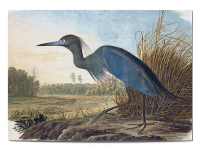 Audubon Postcards