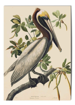 Audubon Postcards