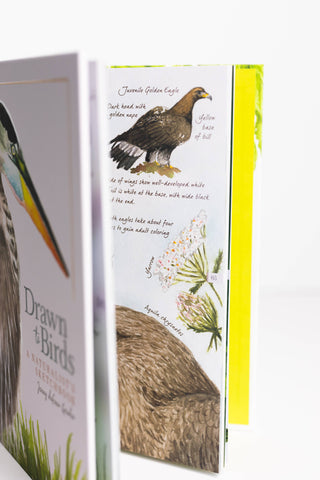 Drawn to Birds: A Naturalist's Sketchbook