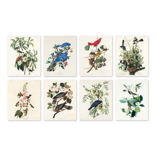 Audubon Birds Spring Prints