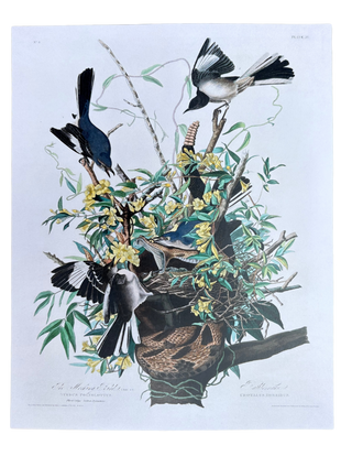 Audubon Birds Spring Prints