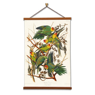 Carolina Parrot Giclée Canvas Print by John James Audubon