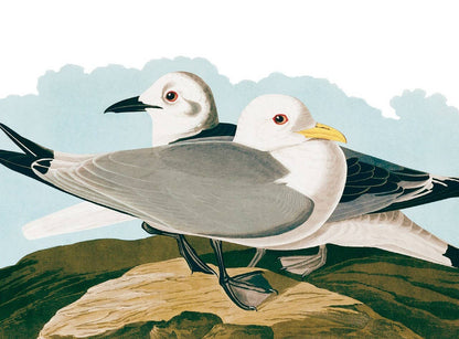 Audubon Sea Birds Notecard Set