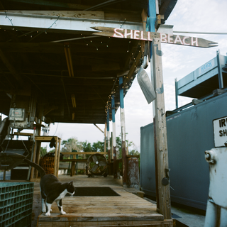 Fish Town: 8x8 Prints