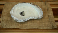 OYSTER LARGE/BEAUTY