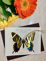 TIGER SWALLOWTAIL BUTTERFLY ORNAMENT